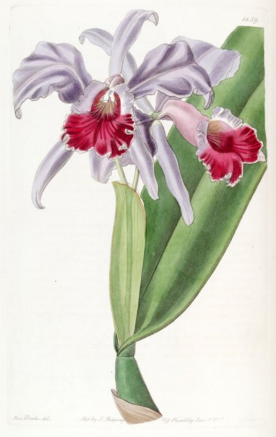 Cattleya labiata by Miss Drake